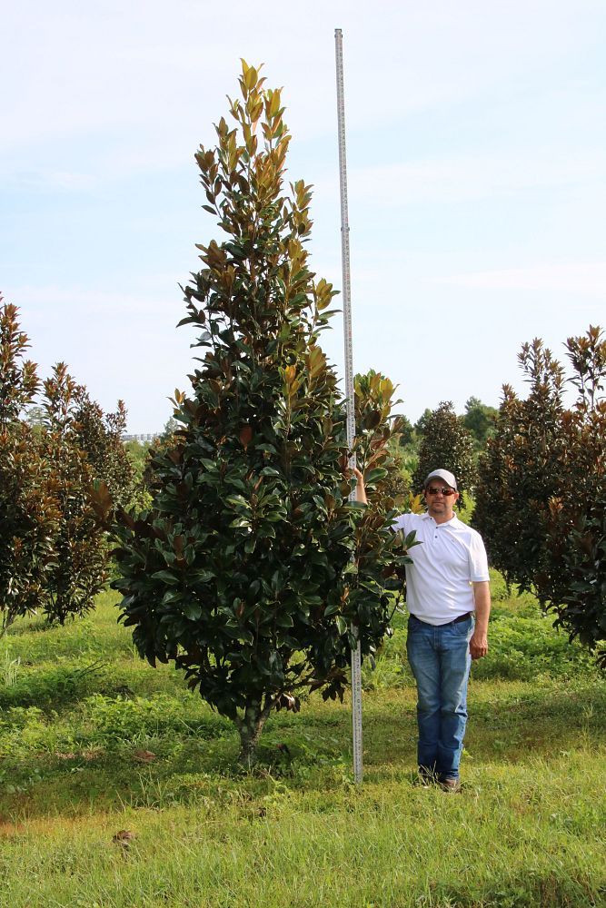 magnolia-grandiflora-claudia-wannamaker-southern-magnolia