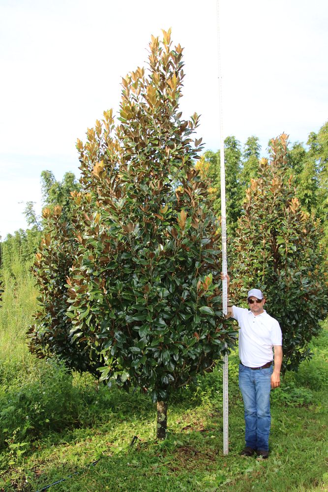 magnolia-grandiflora-claudia-wannamaker-southern-magnolia