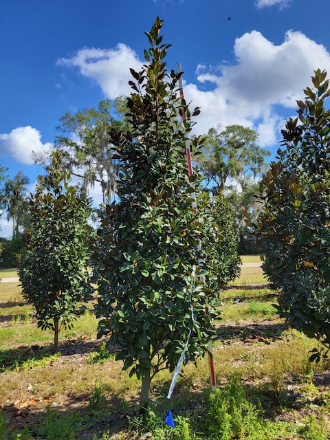 magnolia-grandiflora-claudia-wannamaker-southern-magnolia