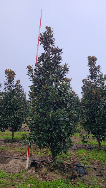 magnolia-grandiflora-claudia-wannamaker-southern-magnolia