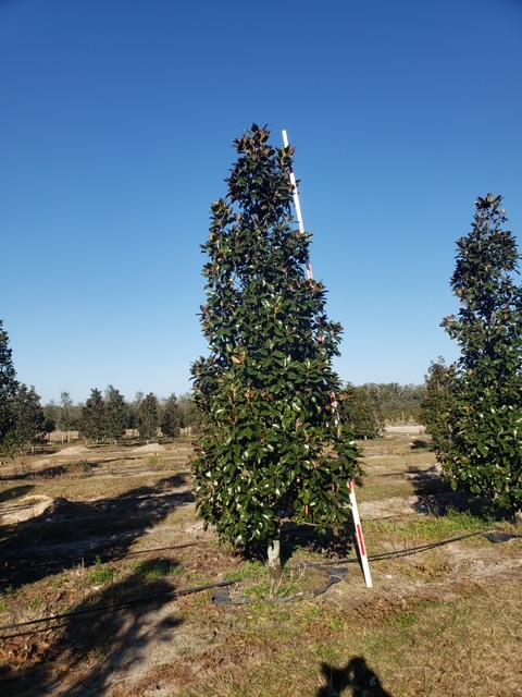 magnolia-grandiflora-claudia-wannamaker-southern-magnolia