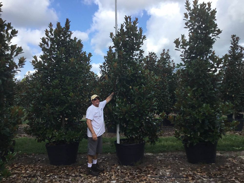 magnolia-grandiflora-claudia-wannamaker-southern-magnolia