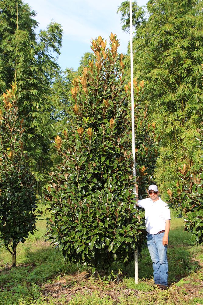 magnolia-grandiflora-claudia-wannamaker-southern-magnolia