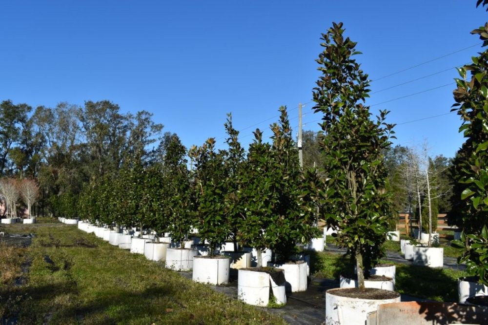 magnolia-grandiflora-claudia-wannamaker-southern-magnolia