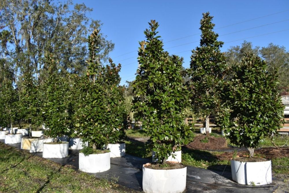 magnolia-grandiflora-claudia-wannamaker-southern-magnolia