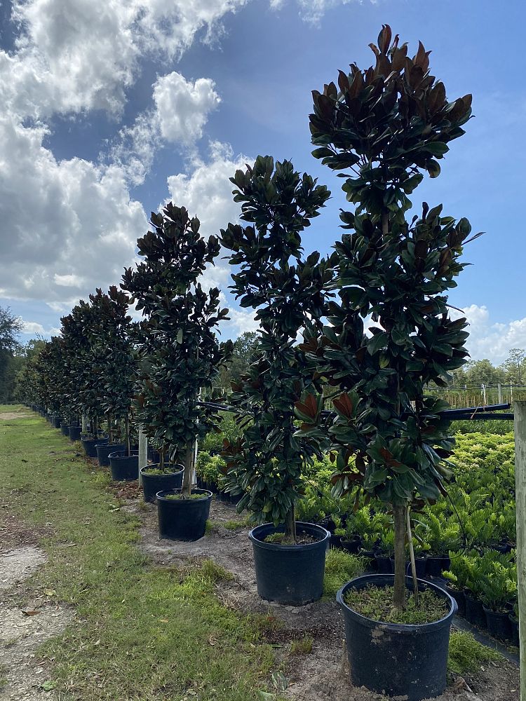 magnolia-grandiflora-d-d-blanchard-southern-magnolia-d-d-blanchard-southern-magnolia