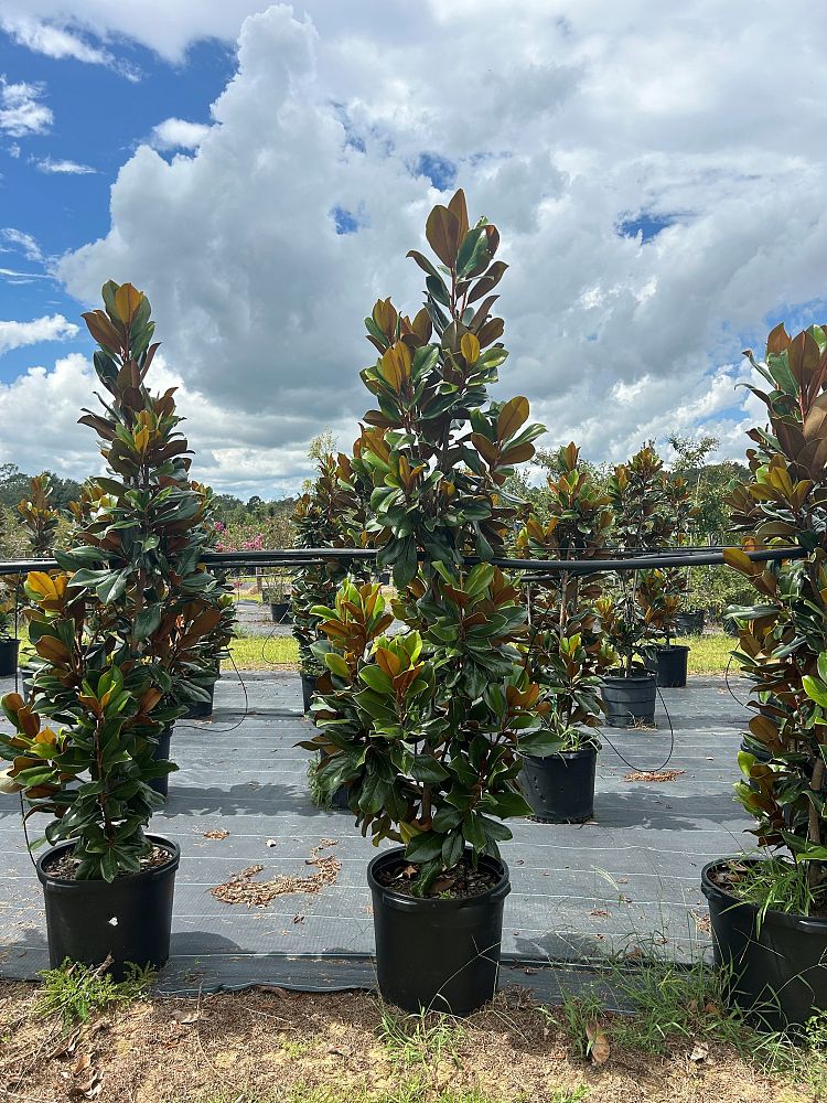 magnolia-grandiflora-d-d-blanchard-southern-magnolia-d-d-blanchard-southern-magnolia