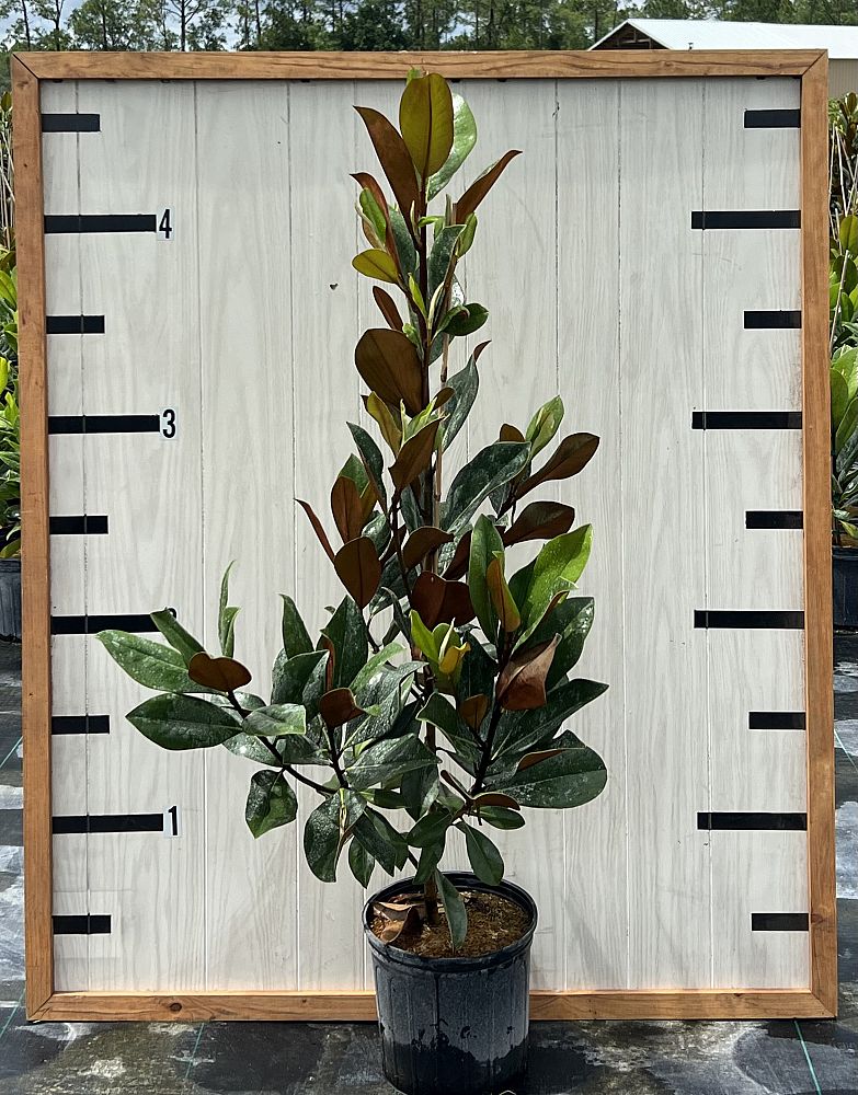 magnolia-grandiflora-d-d-blanchard-southern-magnolia-d-d-blanchard-southern-magnolia