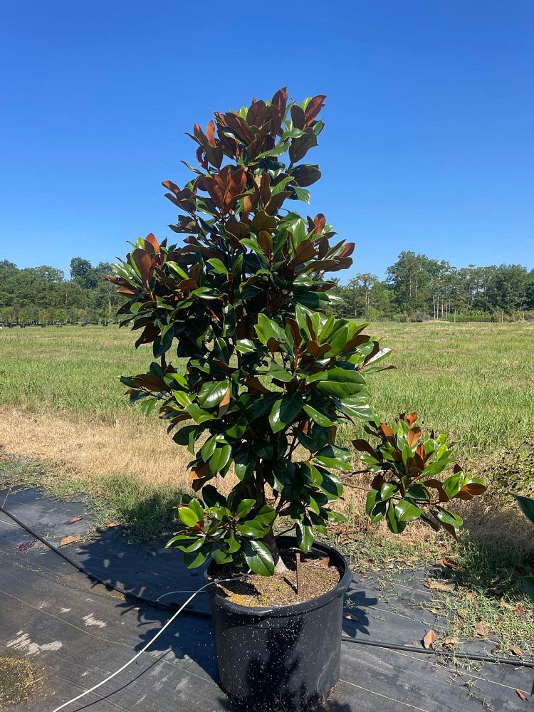 magnolia-grandiflora-d-d-blanchard-southern-magnolia-d-d-blanchard-southern-magnolia