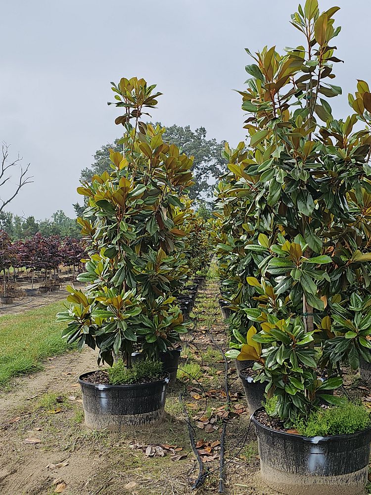 magnolia-grandiflora-d-d-blanchard-southern-magnolia-d-d-blanchard-southern-magnolia