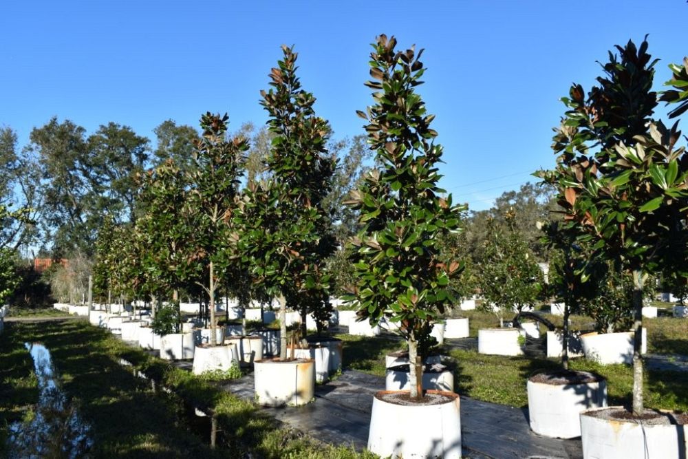 magnolia-grandiflora-d-d-blanchard-southern-magnolia-d-d-blanchard-southern-magnolia