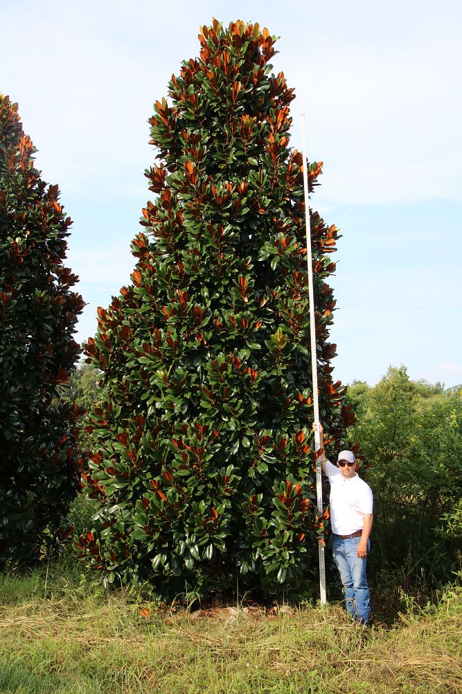 magnolia-grandiflora-d-d-blanchard-southern-magnolia-d-d-blanchard-southern-magnolia