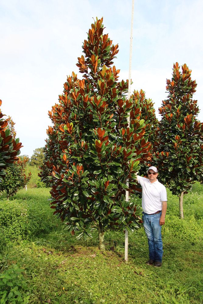 magnolia-grandiflora-d-d-blanchard-southern-magnolia-d-d-blanchard-southern-magnolia