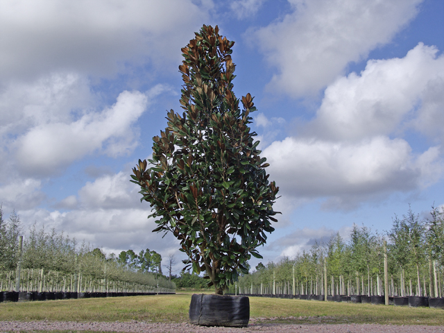 magnolia-grandiflora-d-d-blanchard-southern-magnolia-d-d-blanchard-southern-magnolia