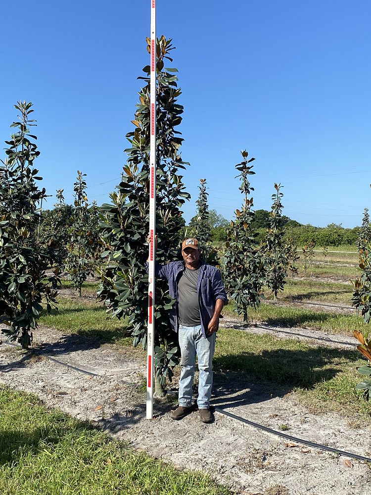 magnolia-grandiflora-d-d-blanchard-southern-magnolia-d-d-blanchard-southern-magnolia