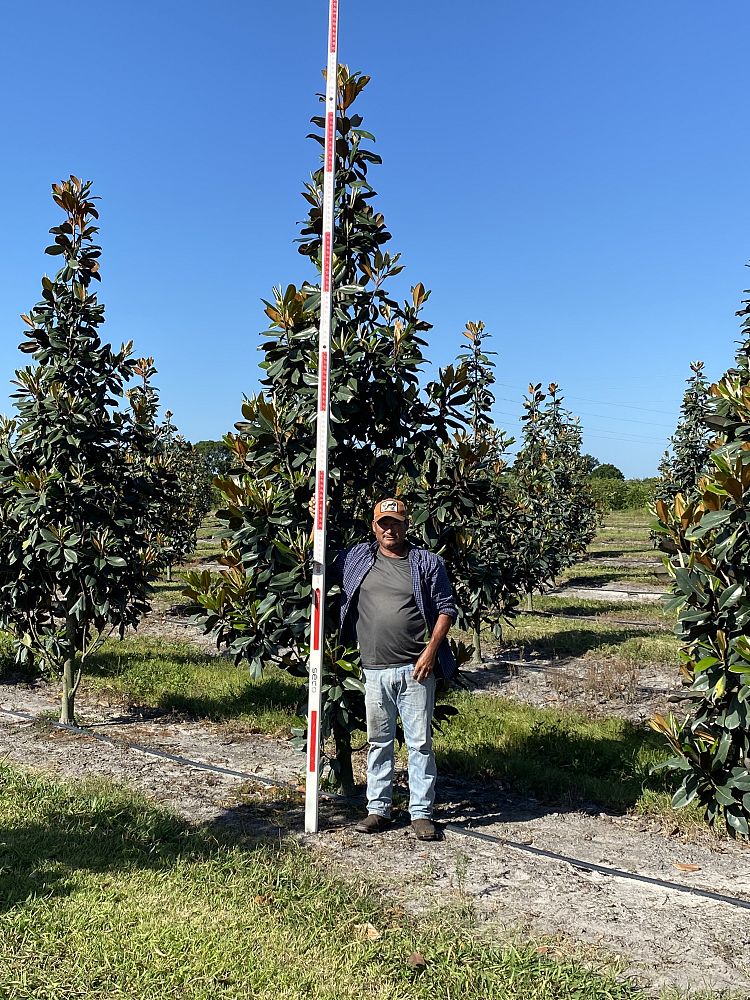 magnolia-grandiflora-d-d-blanchard-southern-magnolia-d-d-blanchard-southern-magnolia