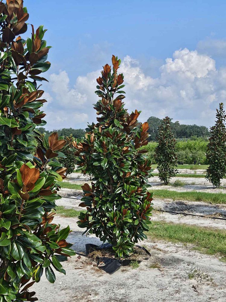 magnolia-grandiflora-d-d-blanchard-southern-magnolia-d-d-blanchard-southern-magnolia