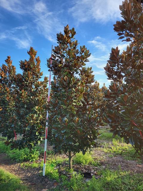 magnolia-grandiflora-d-d-blanchard-southern-magnolia-d-d-blanchard-southern-magnolia