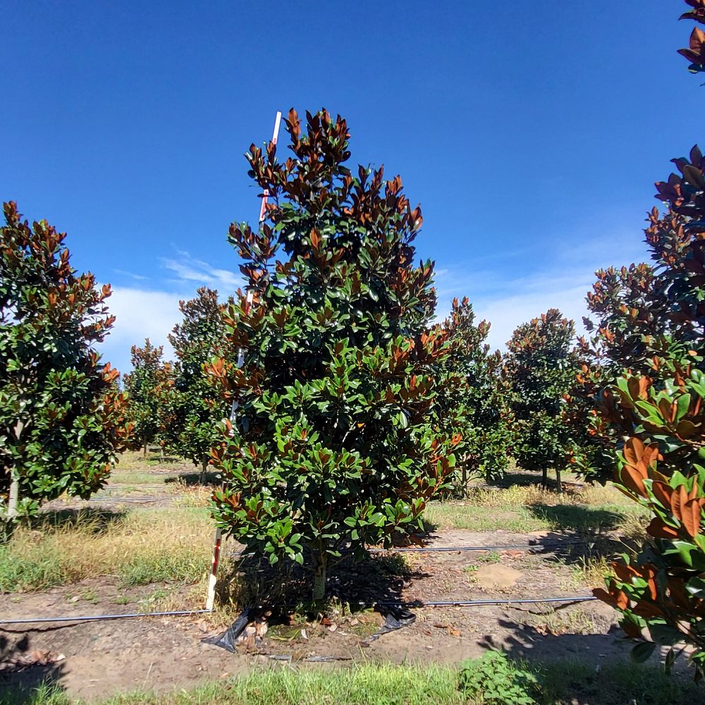 magnolia-grandiflora-d-d-blanchard-southern-magnolia-d-d-blanchard-southern-magnolia