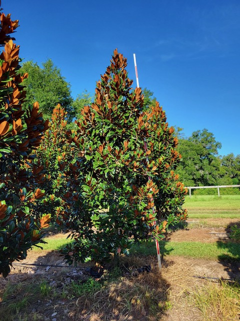 magnolia-grandiflora-d-d-blanchard-southern-magnolia-d-d-blanchard-southern-magnolia