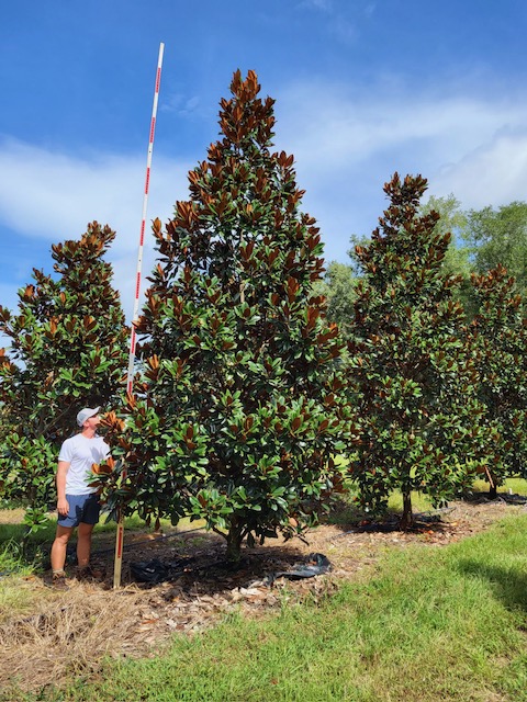 magnolia-grandiflora-d-d-blanchard-southern-magnolia-d-d-blanchard-southern-magnolia