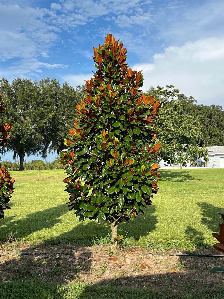 magnolia-grandiflora-d-d-blanchard-southern-magnolia-d-d-blanchard-southern-magnolia