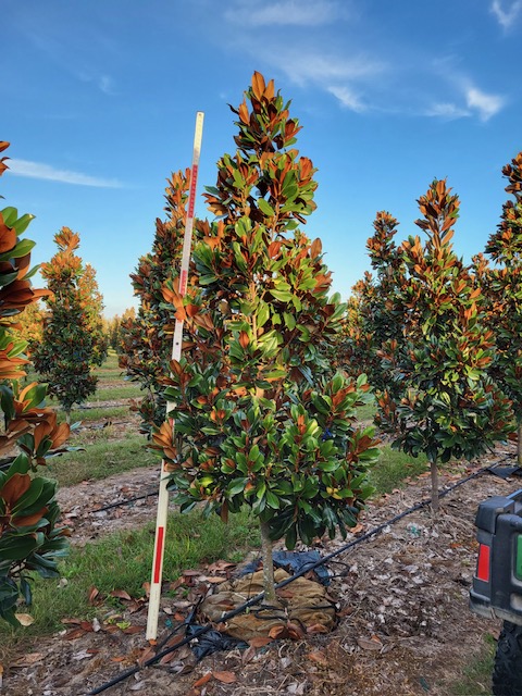 magnolia-grandiflora-d-d-blanchard-southern-magnolia-d-d-blanchard-southern-magnolia