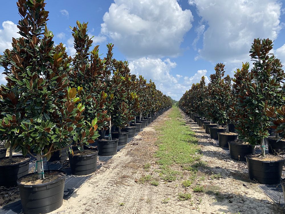 magnolia-grandiflora-d-d-blanchard-southern-magnolia-d-d-blanchard-southern-magnolia