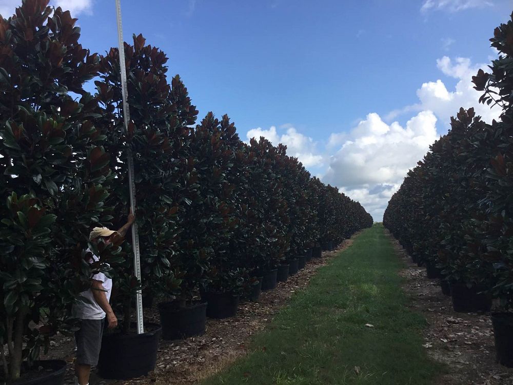 magnolia-grandiflora-d-d-blanchard-southern-magnolia-d-d-blanchard-southern-magnolia