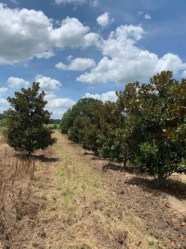 magnolia-grandiflora-d-d-blanchard-southern-magnolia-d-d-blanchard-southern-magnolia