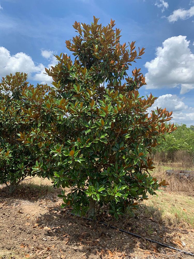 magnolia-grandiflora-d-d-blanchard-southern-magnolia-d-d-blanchard-southern-magnolia