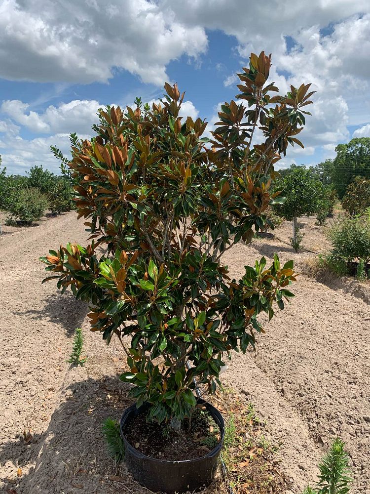 magnolia-grandiflora-d-d-blanchard-southern-magnolia-d-d-blanchard-southern-magnolia