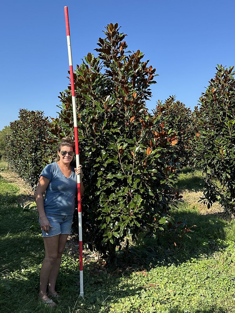 magnolia-grandiflora-kay-parris