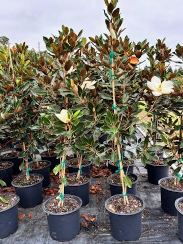 magnolia-grandiflora-little-gem-southern-magnolia-little-gem-southern-magnolia