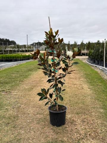 magnolia-grandiflora-little-gem-southern-magnolia-little-gem-southern-magnolia