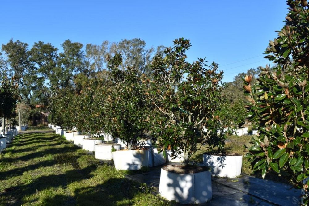 magnolia-grandiflora-little-gem-southern-magnolia-little-gem-southern-magnolia