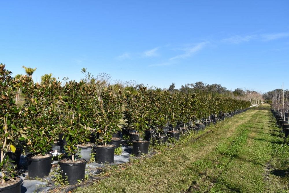 magnolia-grandiflora-little-gem-southern-magnolia-little-gem-southern-magnolia