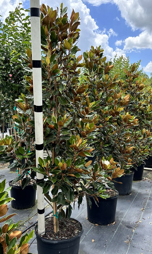 magnolia-grandiflora-little-gem-southern-magnolia-little-gem-southern-magnolia