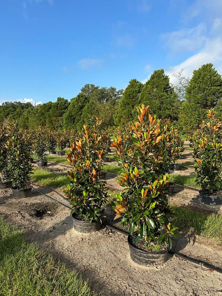 magnolia-grandiflora-little-gem-southern-magnolia-little-gem-southern-magnolia