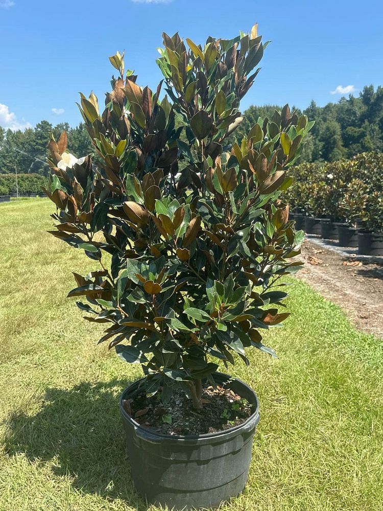 magnolia-grandiflora-little-gem-southern-magnolia-little-gem-southern-magnolia