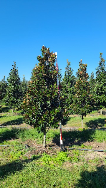 magnolia-grandiflora-little-gem-southern-magnolia-little-gem-southern-magnolia