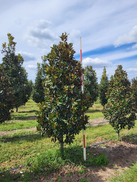 magnolia-grandiflora-little-gem-southern-magnolia-little-gem-southern-magnolia