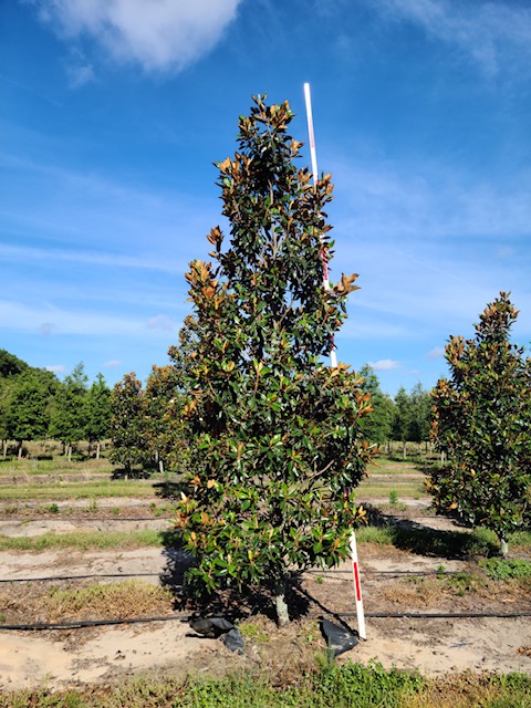 magnolia-grandiflora-little-gem-southern-magnolia-little-gem-southern-magnolia