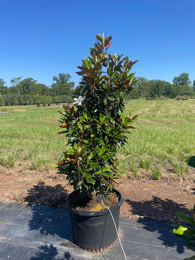 magnolia-grandiflora-little-gem-southern-magnolia-little-gem-southern-magnolia