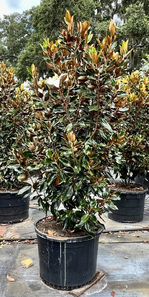 magnolia-grandiflora-little-gem-southern-magnolia-little-gem-southern-magnolia