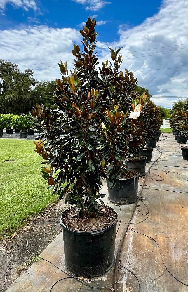 magnolia-grandiflora-little-gem-southern-magnolia-little-gem-southern-magnolia