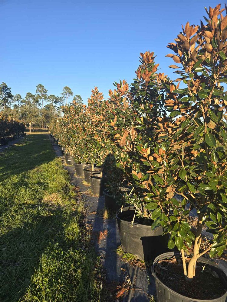 magnolia-grandiflora-little-gem-southern-magnolia-little-gem-southern-magnolia