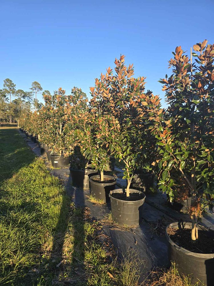 magnolia-grandiflora-little-gem-southern-magnolia-little-gem-southern-magnolia