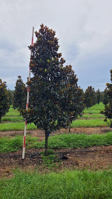 magnolia-grandiflora-little-gem-southern-magnolia-little-gem-southern-magnolia