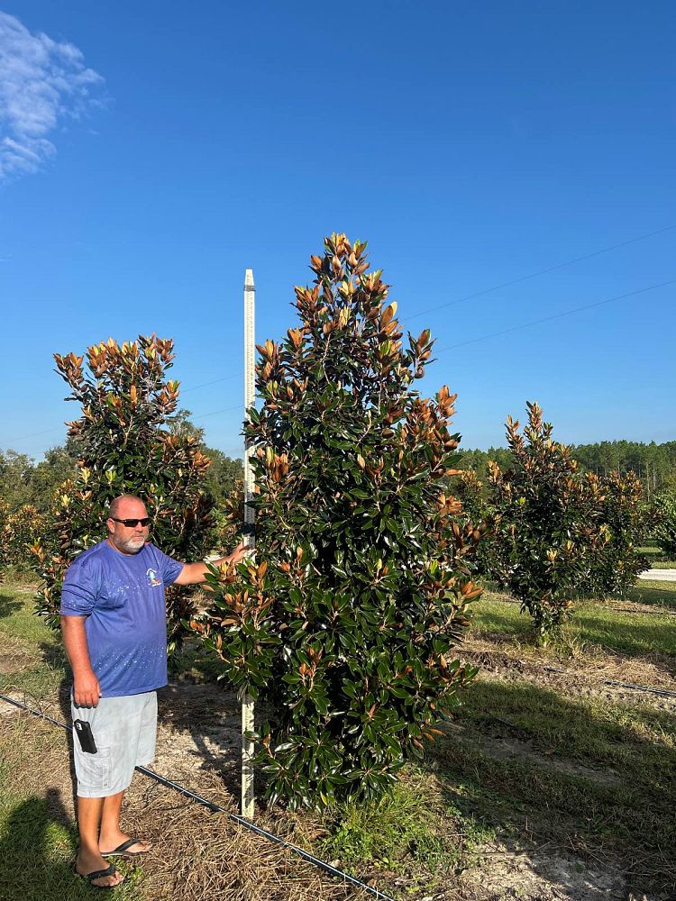 magnolia-grandiflora-little-gem-southern-magnolia-little-gem-southern-magnolia